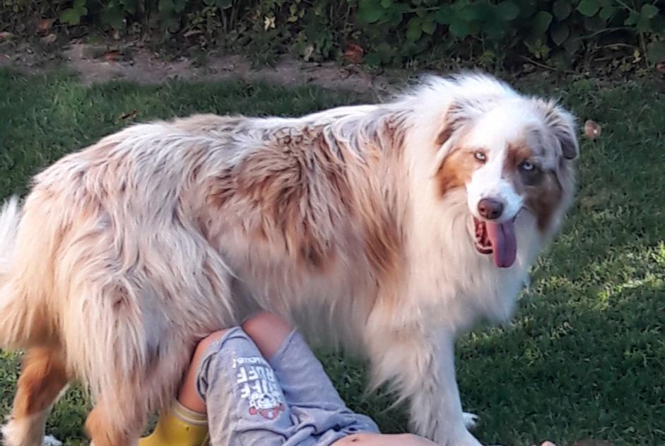 Alerte Disparition Chien  Femelle , 11 ans Albias France