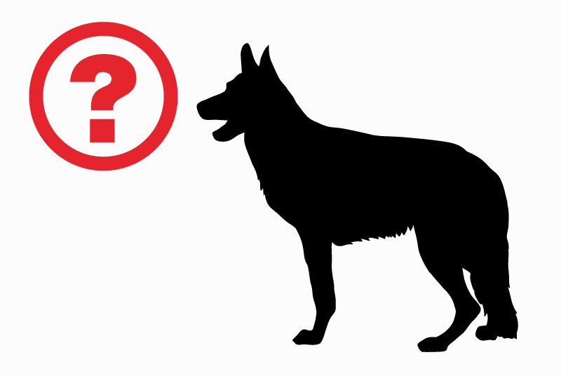 Alerte Disparition Chien  Femelle , 5 ans Labastide-Saint-Pierre France